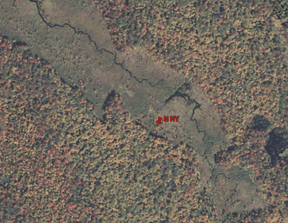 IMG_WindTerrainForest